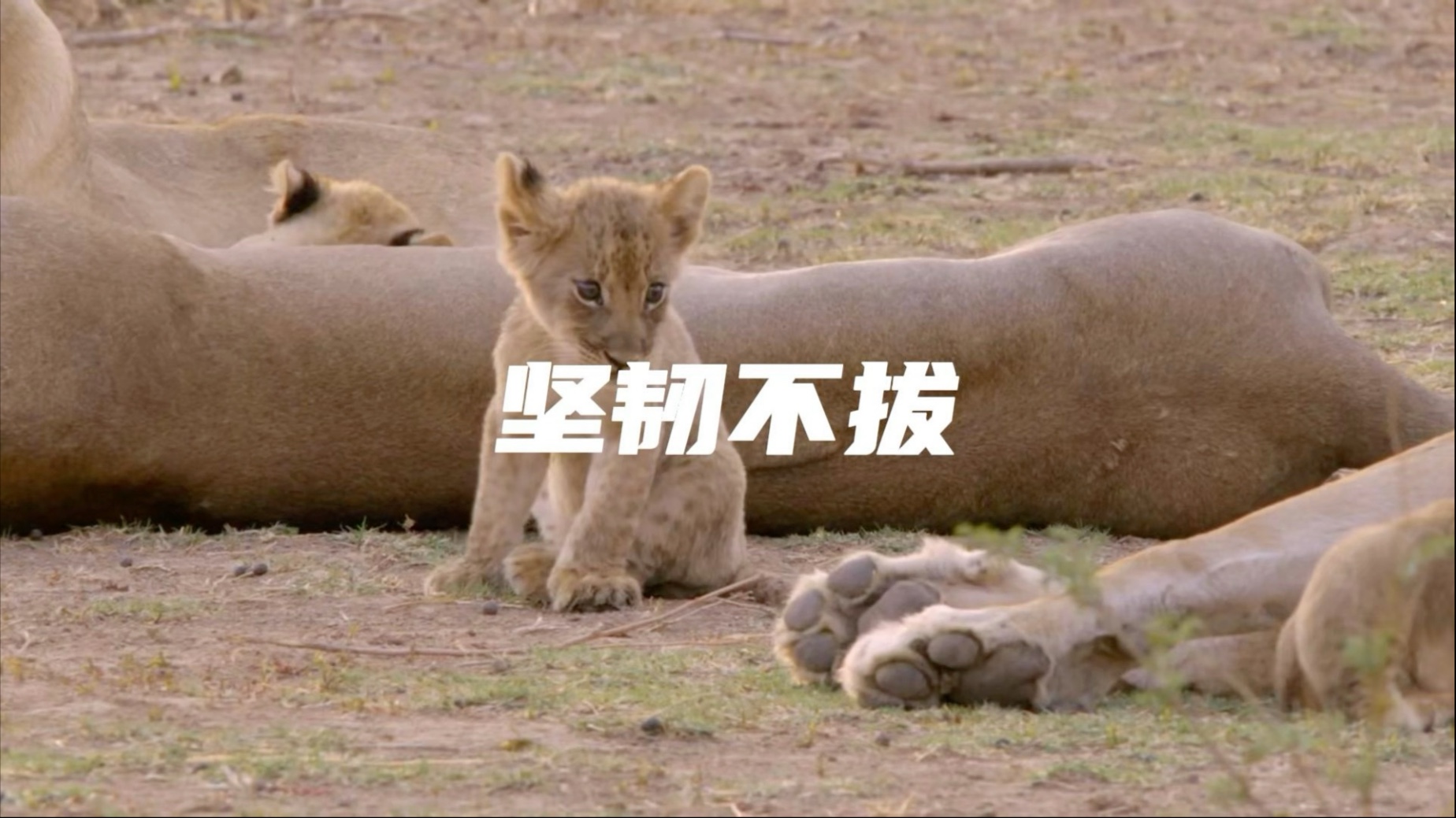 传奇狮王银泰杜梅拉的成长之路