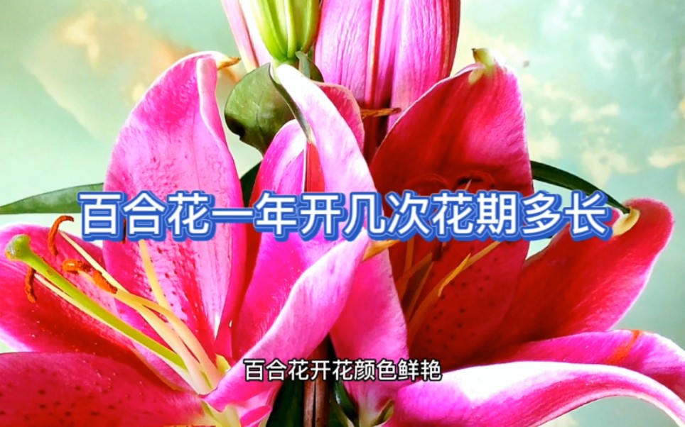 百合花花期一年开几次,花期多长哔哩哔哩bilibili