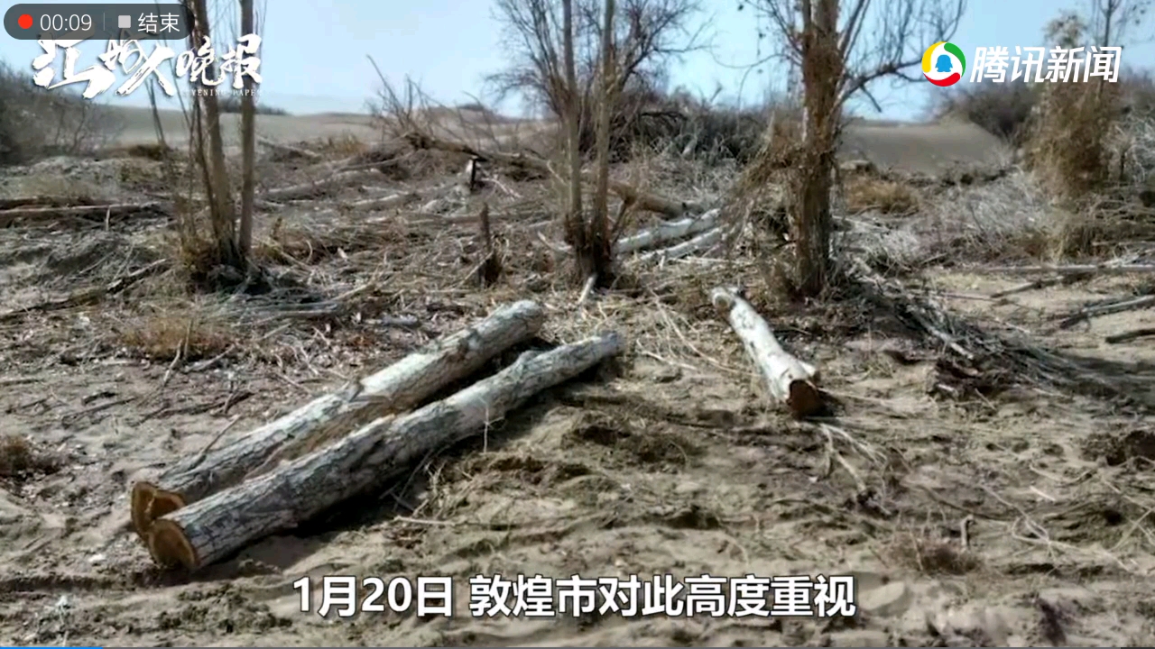 敦煌万亩防护林被砍官方成立专班调查