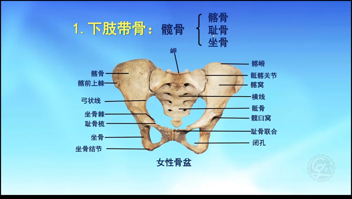 人体结构分析盆骨之髋骨(第一弹)