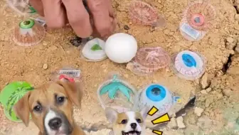 小狗狗的眼珠糖！