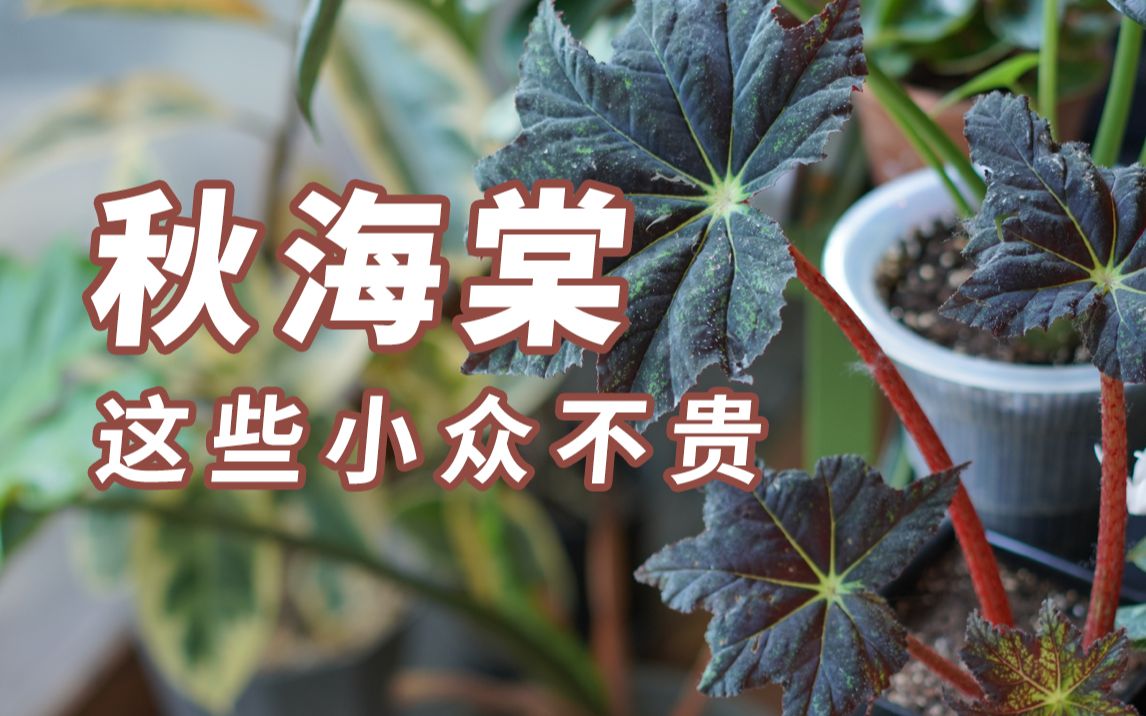 [图]要想家居有个性，总得养几盆暗黑系秋海棠吧