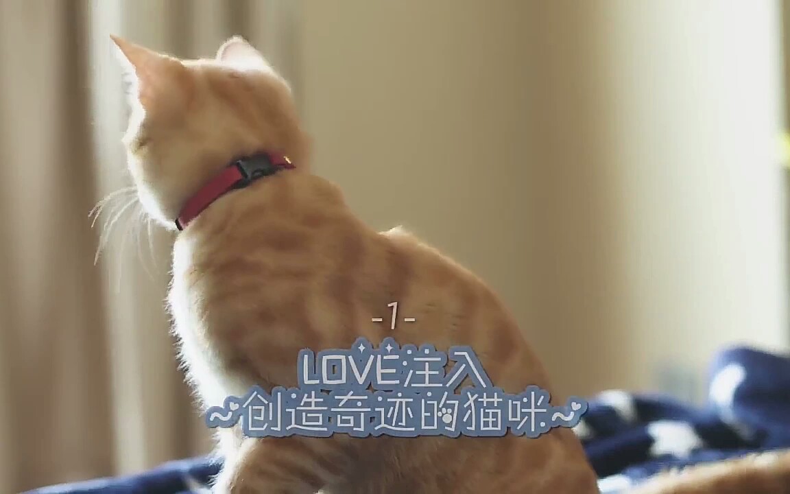 tf家族和喵星人的21天自己造粮
