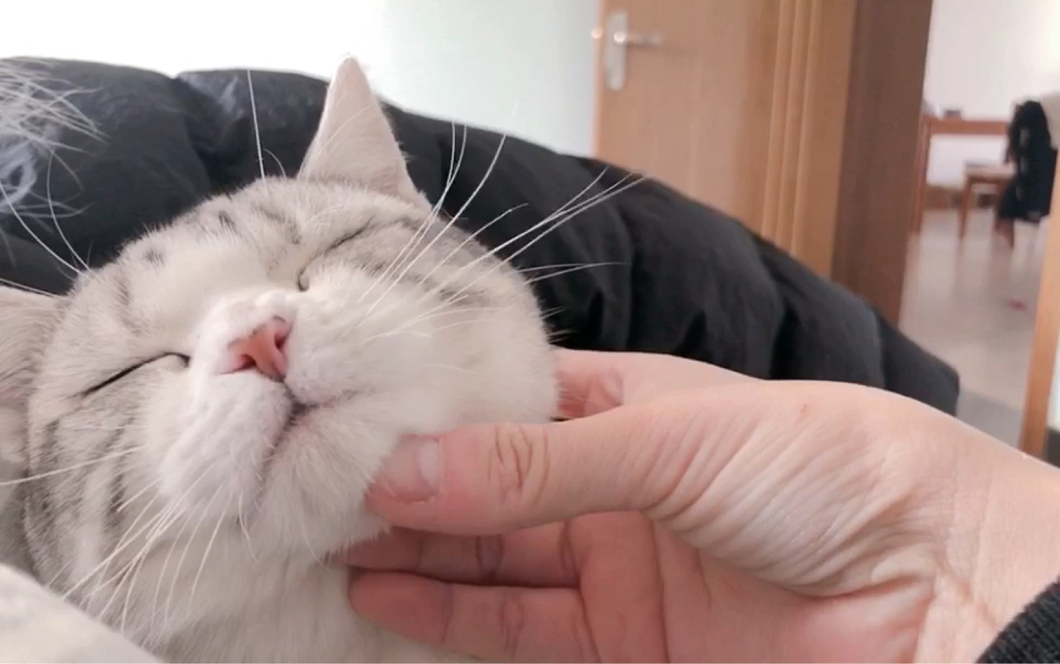 撸猫日常之摸肚皮_哔哩哔哩 (゜-゜)つロ 干杯~-bilibili