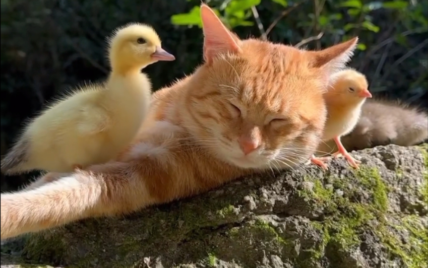 猫和鸭子的友谊之路