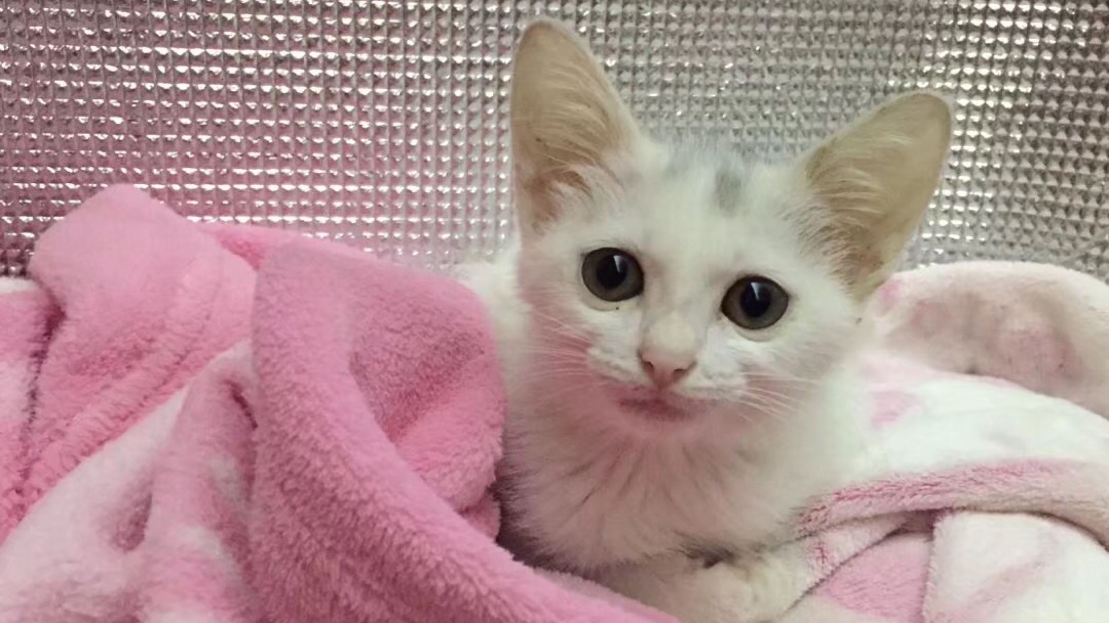 【猫咪】一脸懵逼的被抓来蹦迪哈哈哈