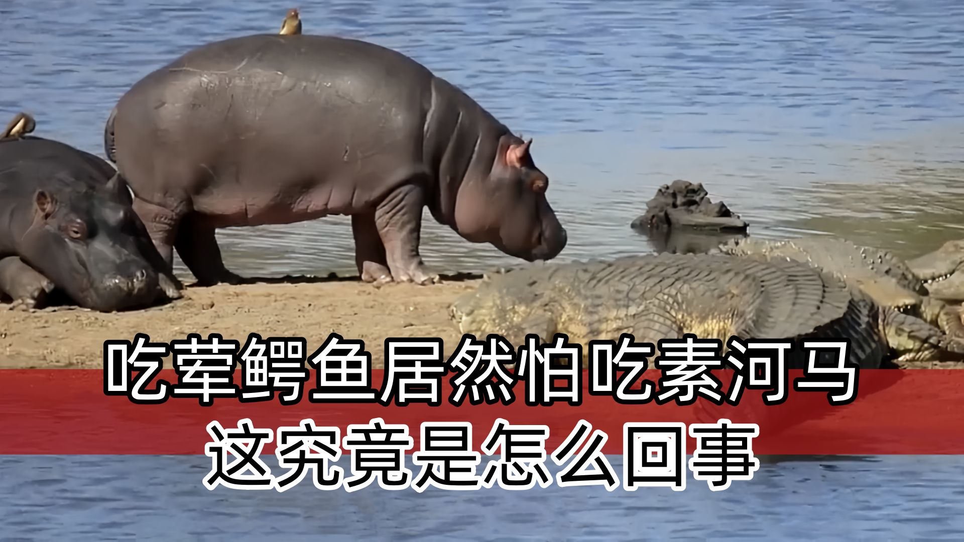 吃荤的鳄鱼居然惧怕吃素的河马,这究竟是怎么回事?