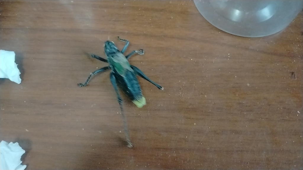 成虫6个月,这样的蝈蝈不一定马上会死,它这样2个月左右了