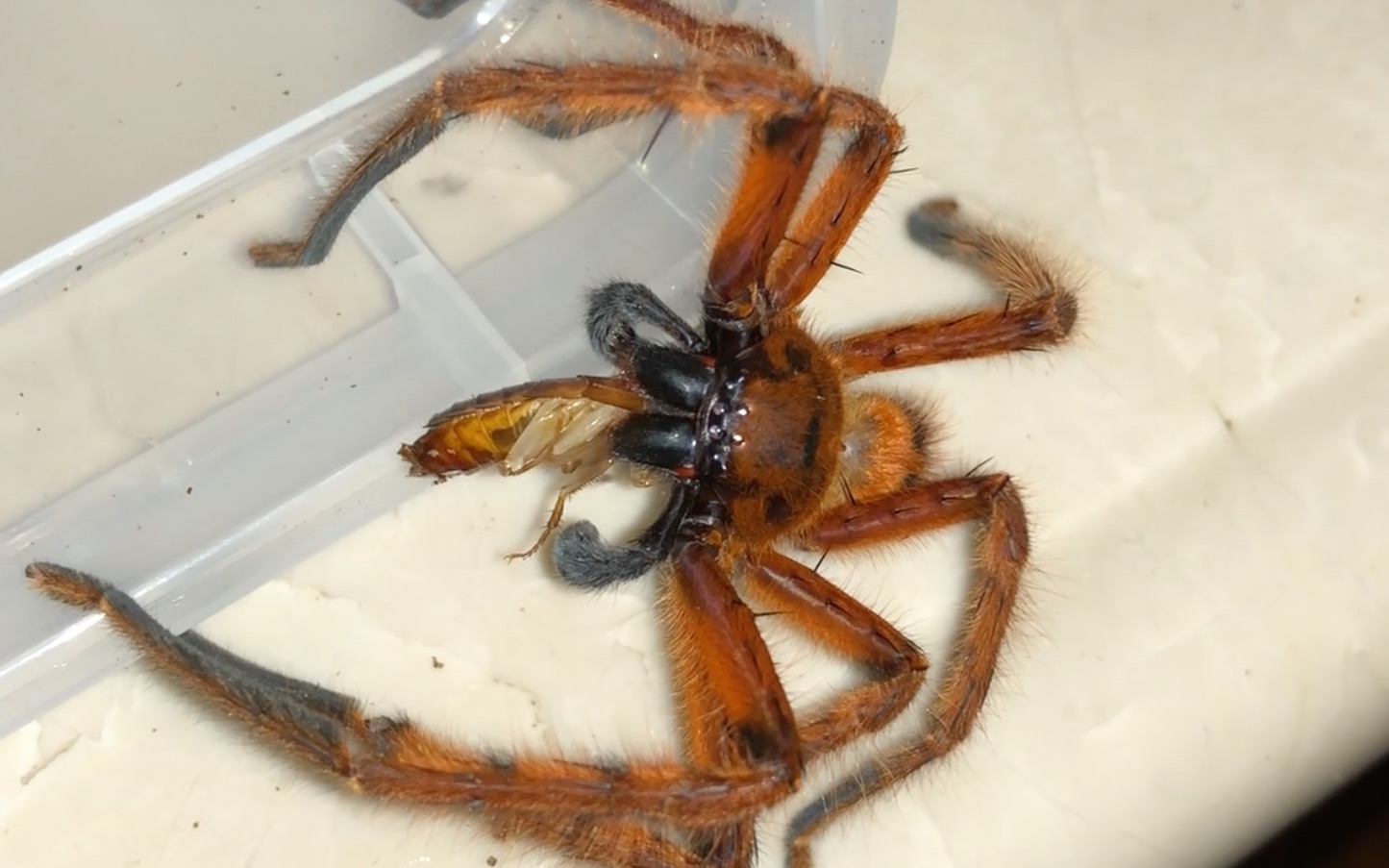 铁锈红猎人蛛捕樱桃