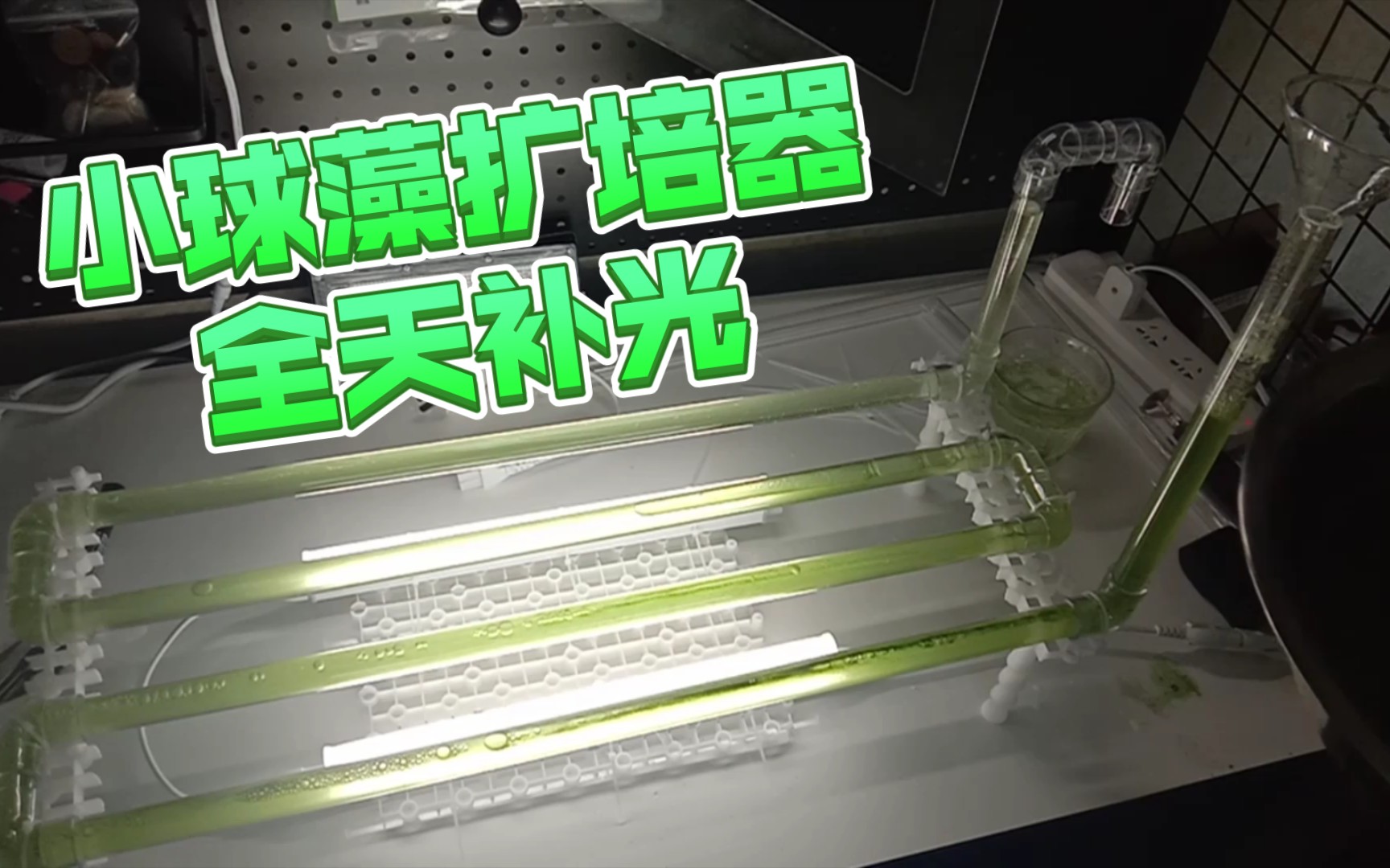 自制装置,实现永久扩培小球藻._哔哩哔哩_bilibili