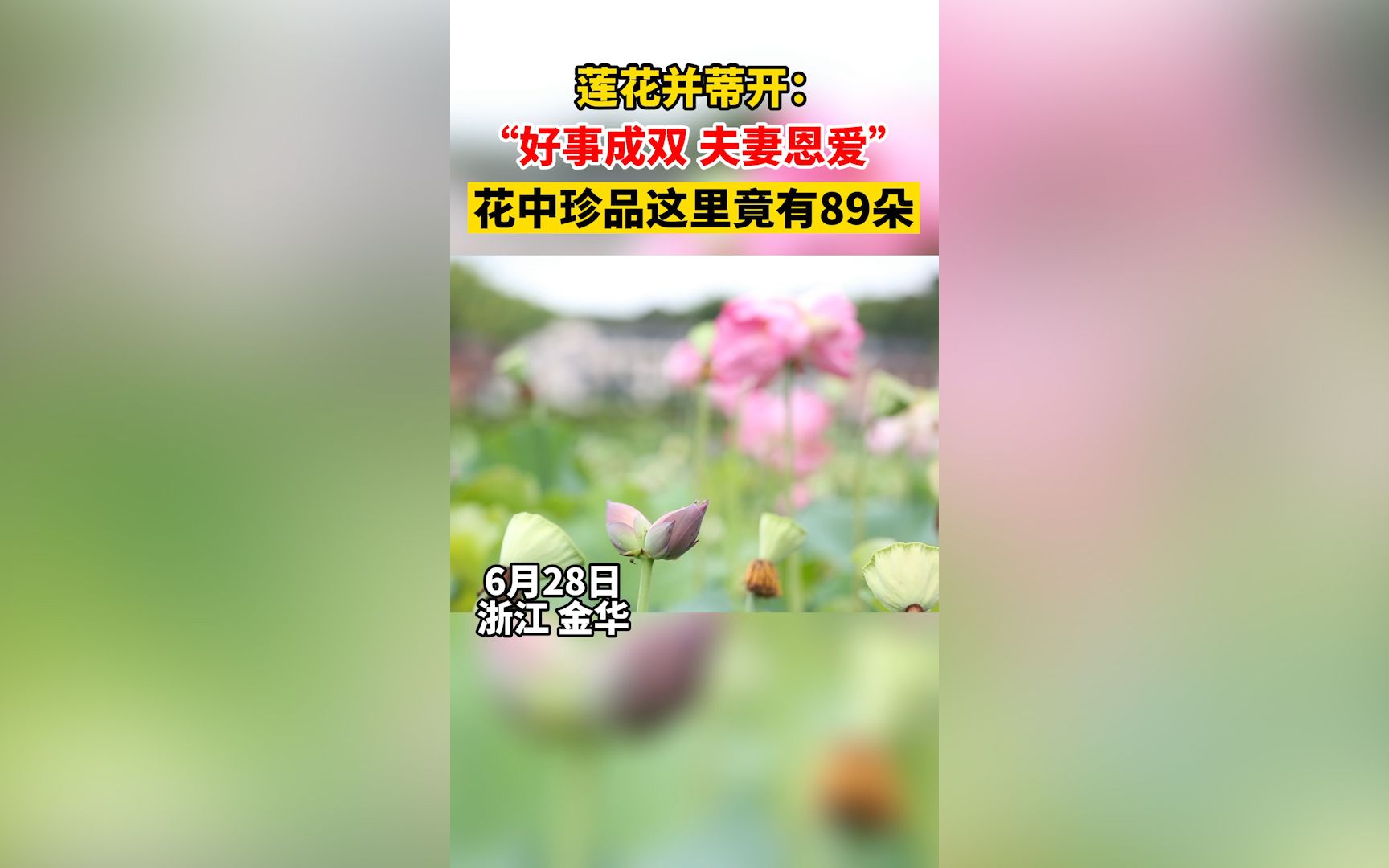 [图]好运“莲莲”，浙江金华十里荷花物种园发现并蒂莲89朵