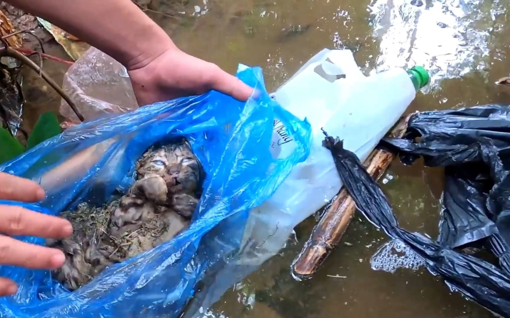 流浪猫被坏人装进塑料袋里,扔进河里淹死
