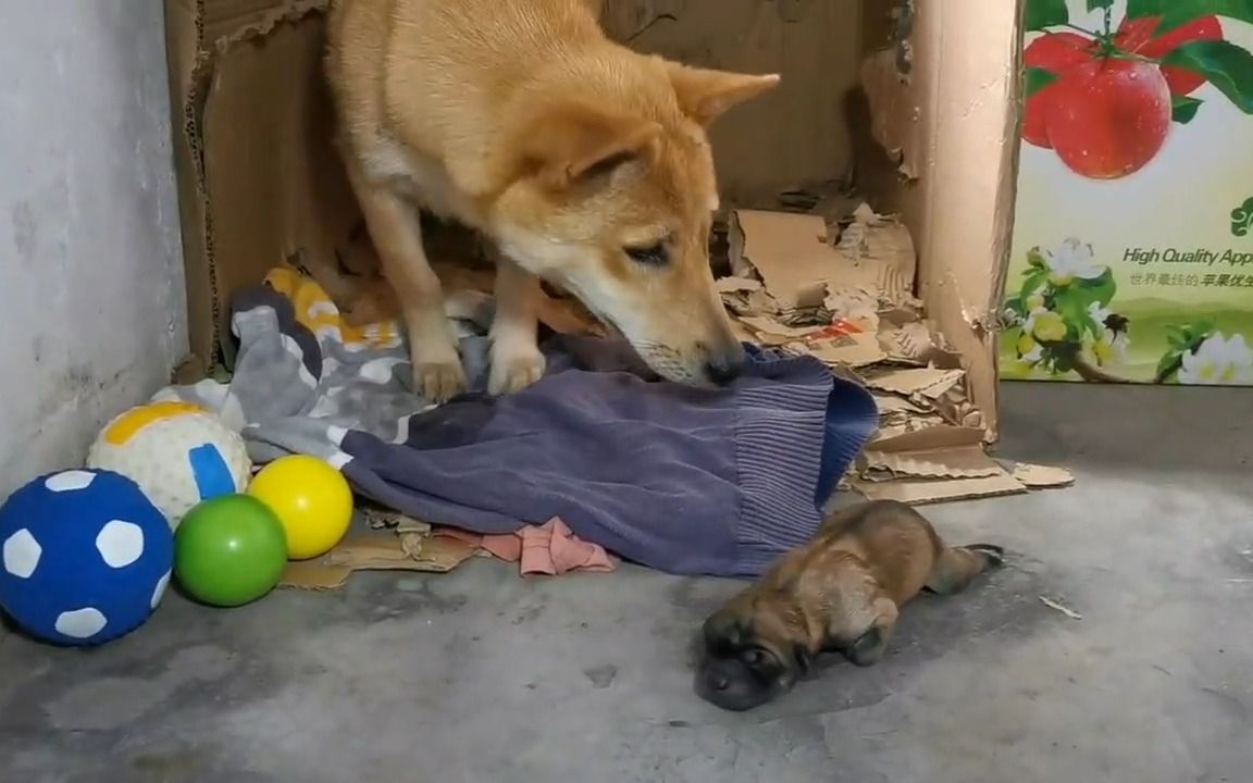 第一次当妈的狗子,有点不知所措!