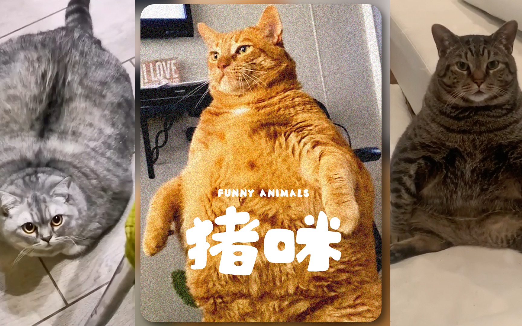 猪咪起飞啦‼️-FUNNY-ANIMALS-FUNNY-ANIMALS-哔哩哔哩视频