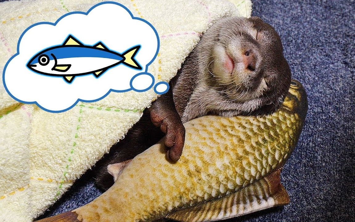 【水獭】睡着的bingo,可爱死了