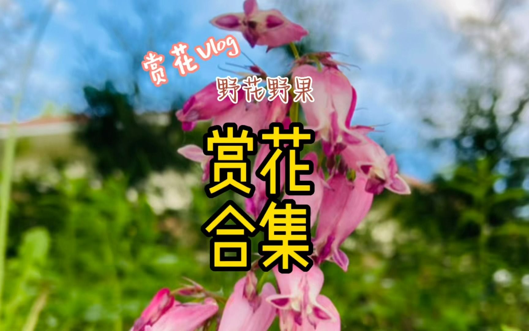 芬兰的夏天野花自由,零零碎碎的野花合集哔哩哔哩bilibili