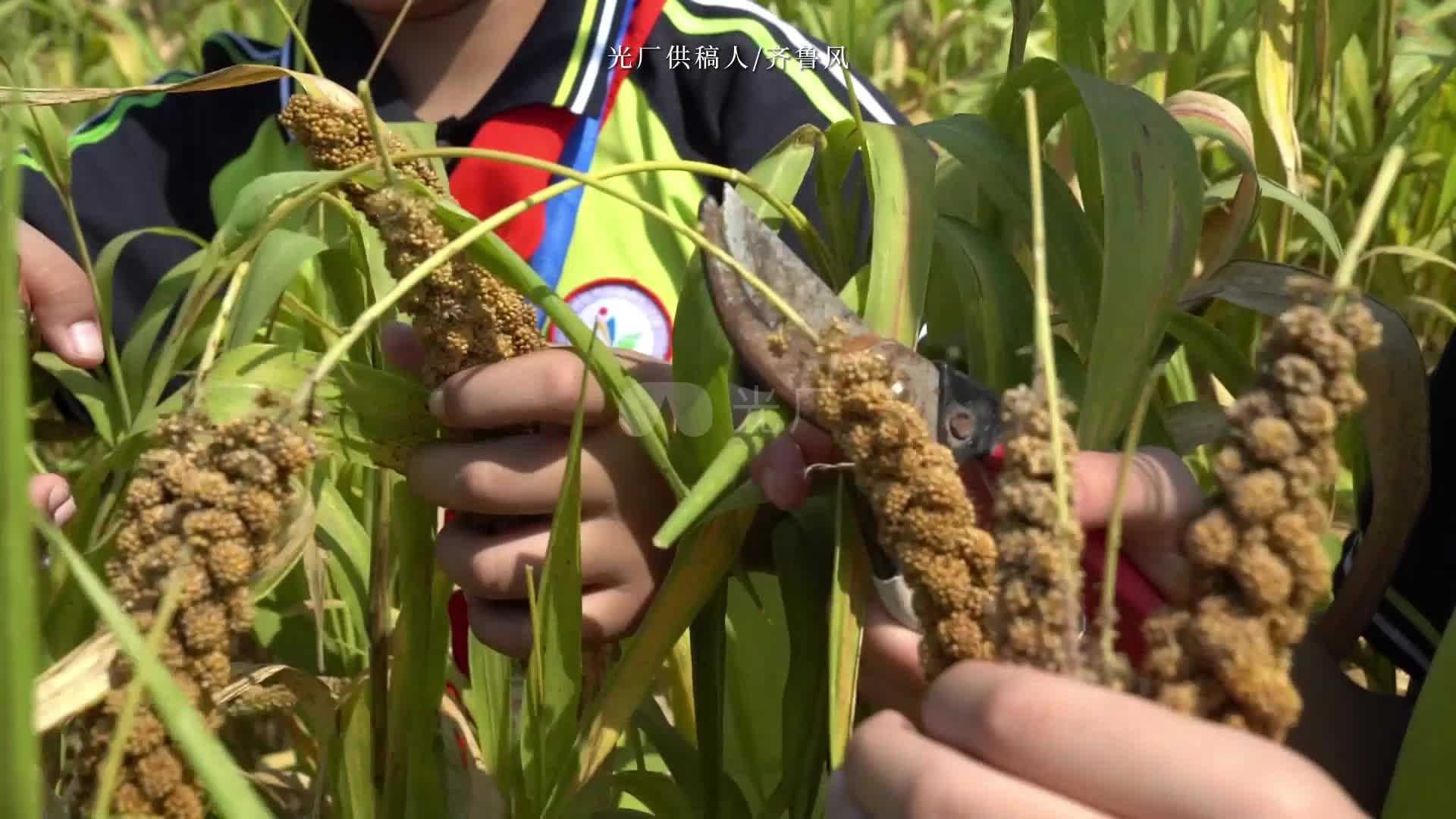 五一勞動節學生勞動課收穫穀子【光廠視頻】