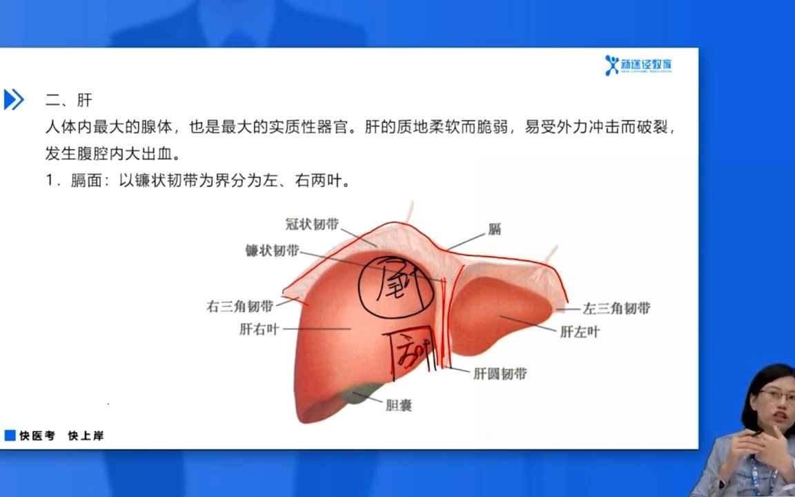 第三章 消化系统 第四节 消化腺解剖学哔哩哔哩bilibili