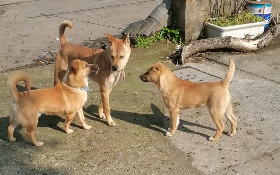 八个月大串串还没有四个月大田园犬腿长(悲)