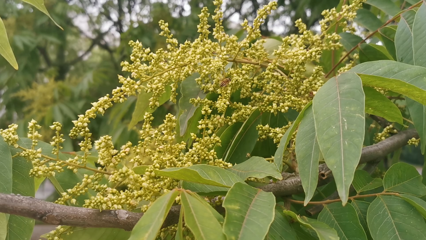 活动  无患子开花了