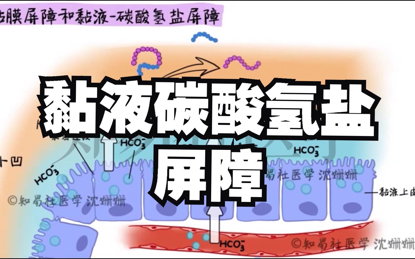 医学带背 6分钟掌握 黏液碳酸氢盐屏障哔哩哔哩bilibili