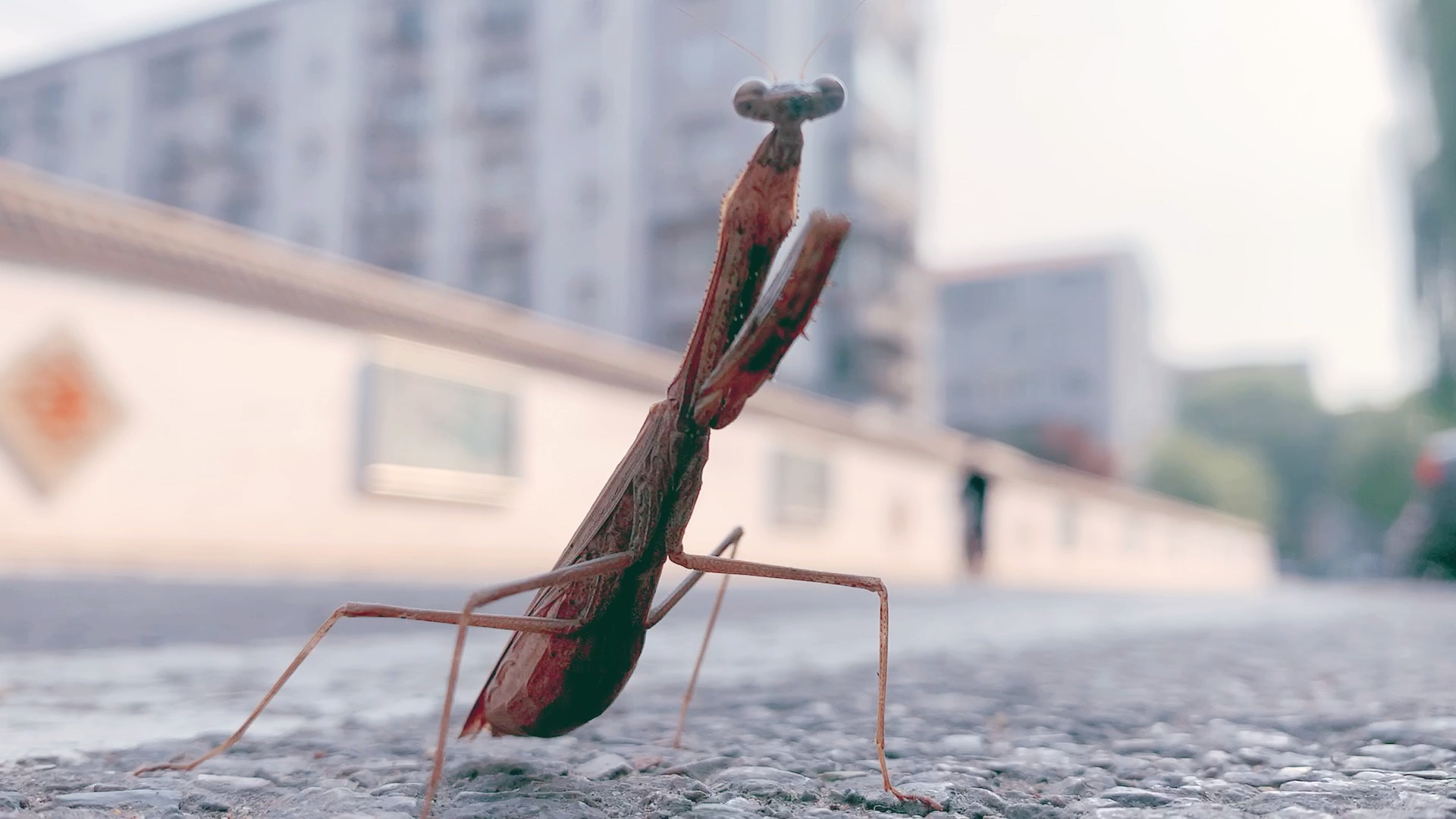 [图]自然界 昆虫 10分钟