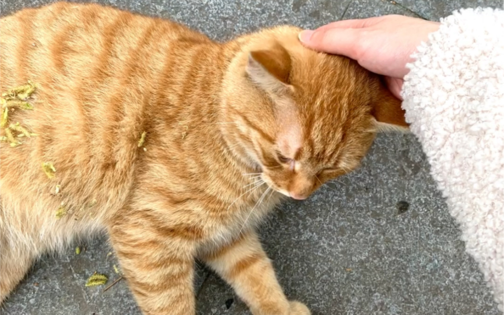 超粘人流浪小橘猫找领养啦