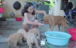 Tải video: 金毛犬幼崽非常饥饿，它们想吃掉周围的一切