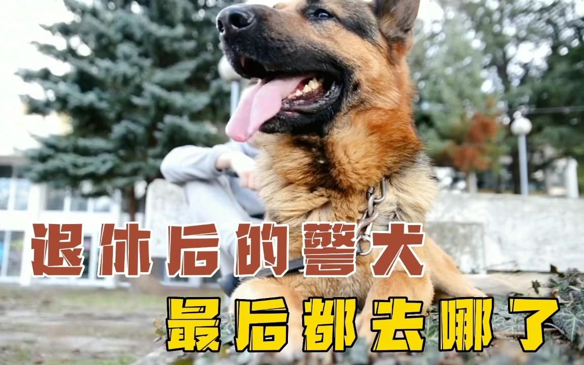 你知道退休后的警犬,最终都去哪了吗?
