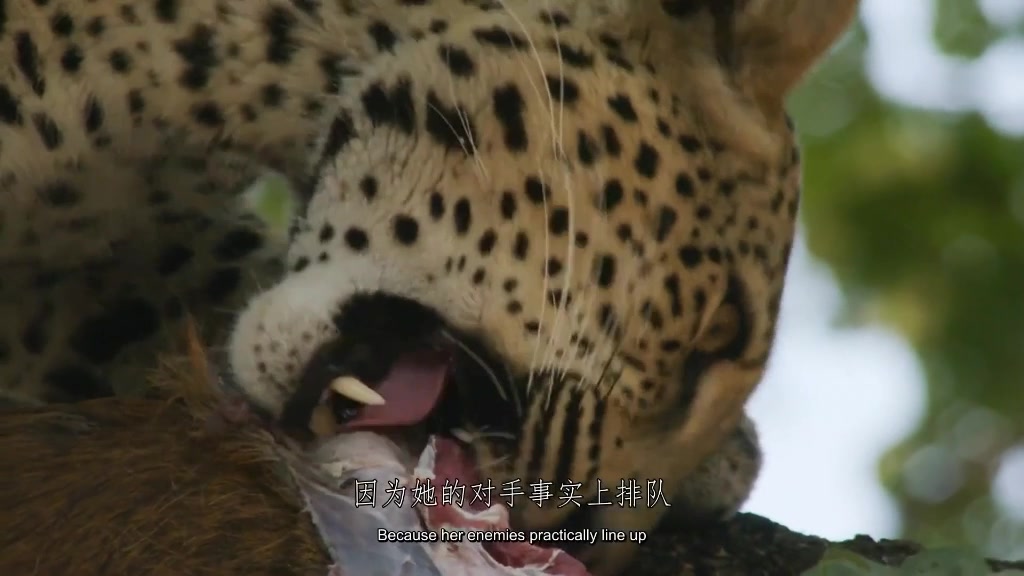 【纪录片】母花豹玛丽卡 Malika Leopard Huntress (2018).中文字幕哔哩哔哩bilibili