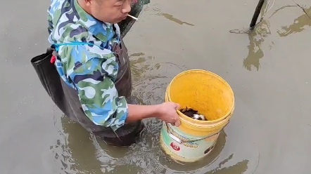 正宗土甲鱼,甲鱼 源自天然环境哔哩哔哩bilibili