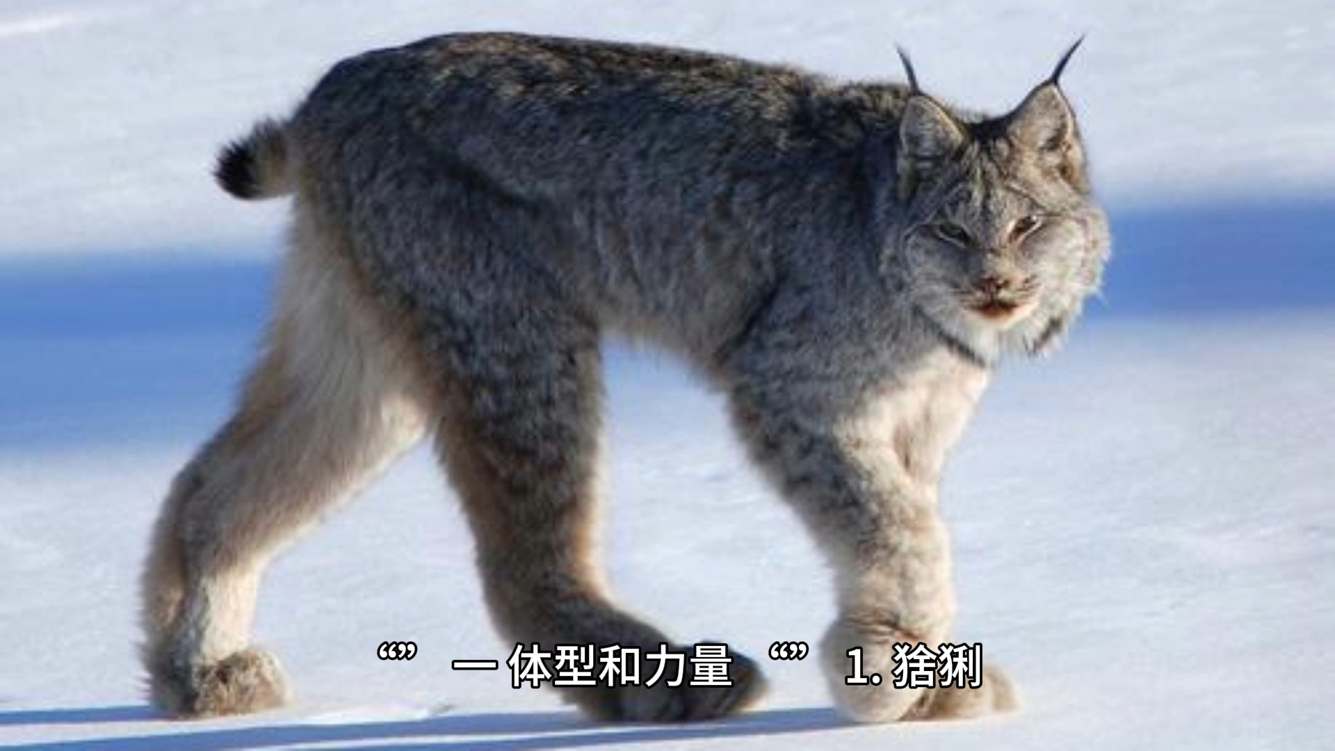 猞猁和狼哪个更厉害