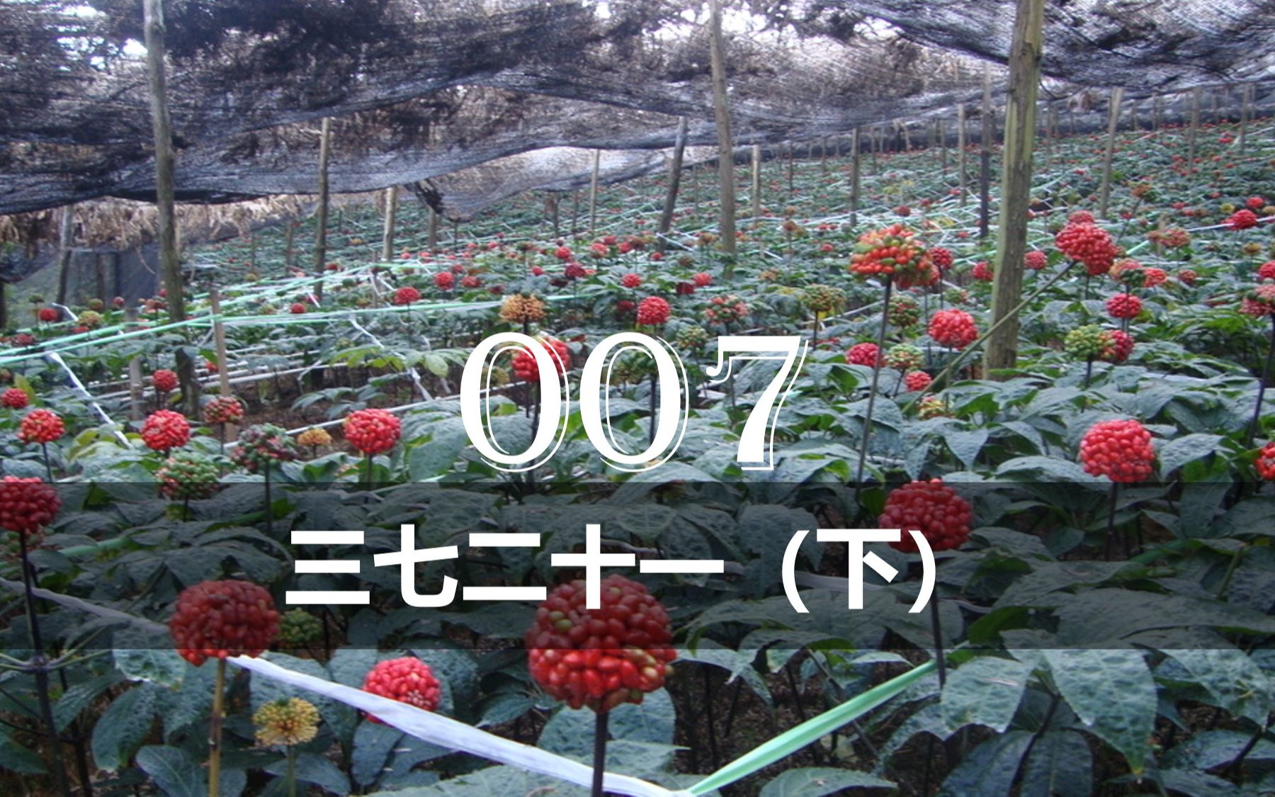 【植物分类与系统发育】No.007 五加科:三七(下)哔哩哔哩bilibili