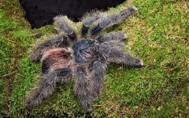 秘鲁紫粉趾与巴西蓝绿粉趾开箱_哔哩哔哩_bilibili