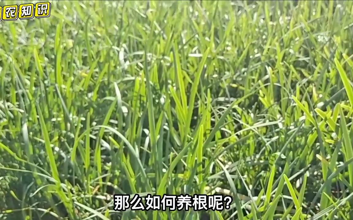 种植韭菜管理重在养根,5招教你让韭菜长的又粗又茂盛,绝对实用哔哩哔哩bilibili