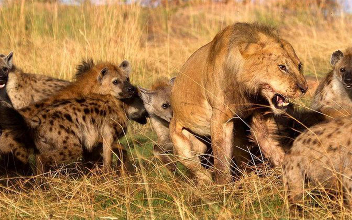 鬣狗群围攻雄狮,却低估了狮王的能力,最后偷鸡不成蚀把米!