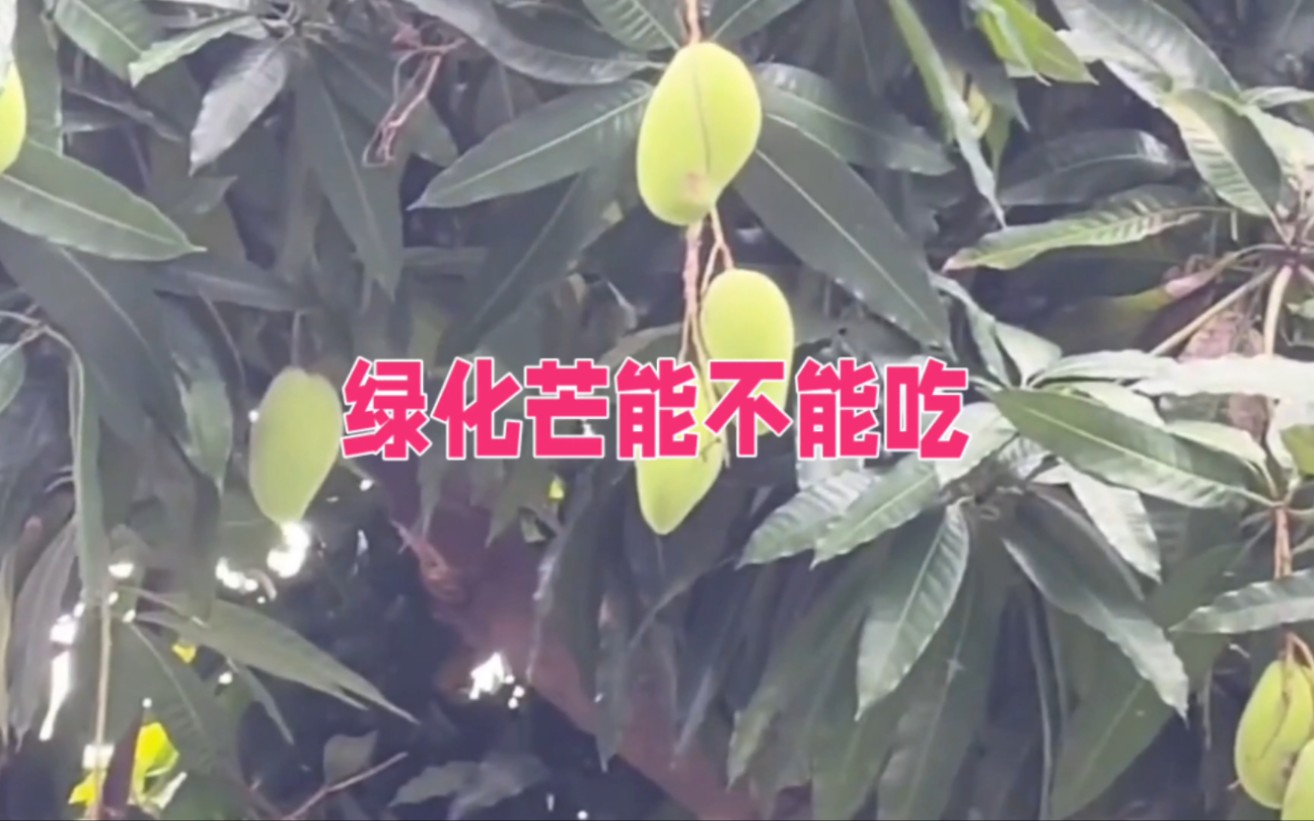 绿化芒到底能不能吃?哔哩哔哩bilibili