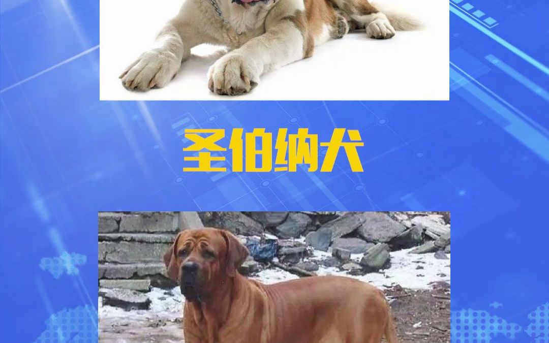 [图]《绵阳市重点管理区禁养犬目录（征求意见稿）》的公示