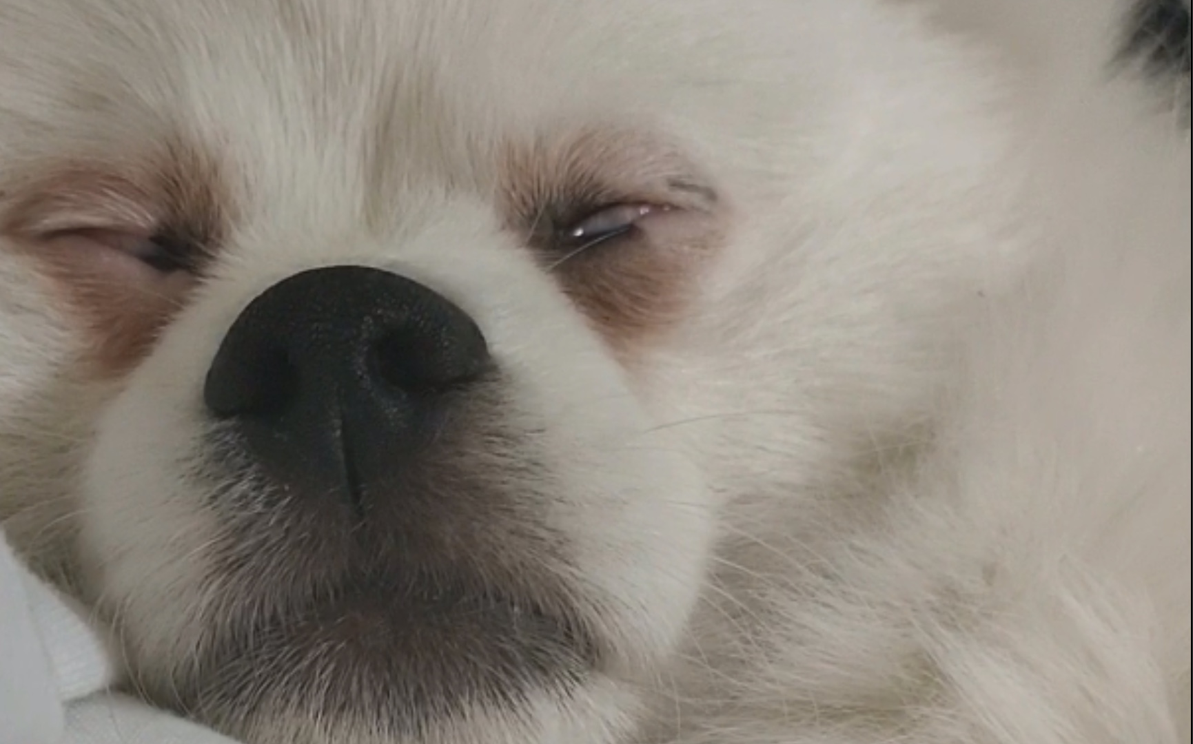 葛优躺睡到翻白眼的狗子