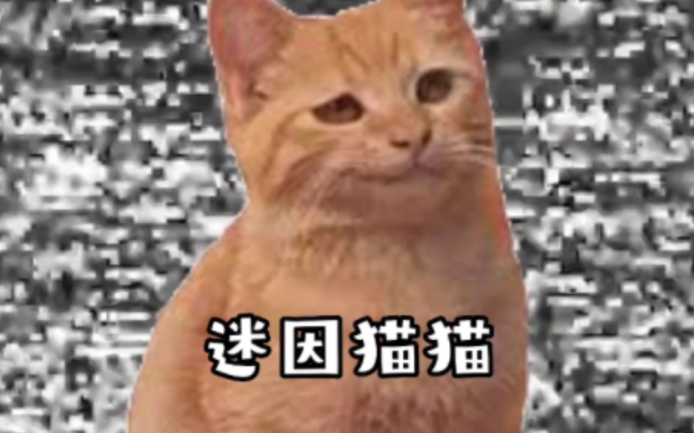 迷因猫猫-迷因猫猫-哔哩哔哩视频