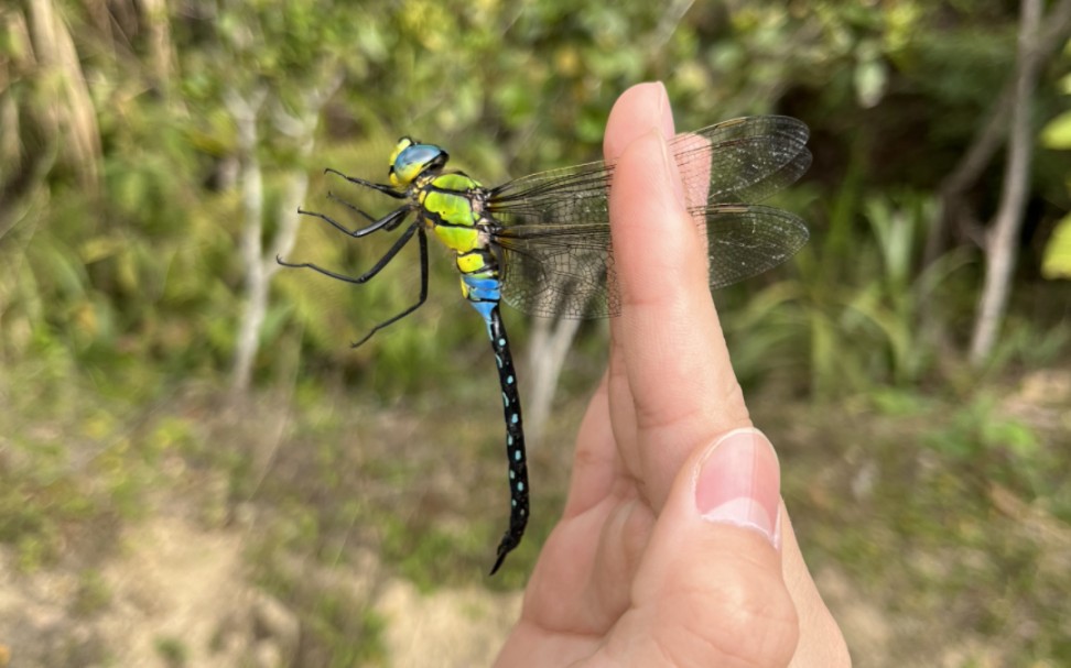 黑纹伟蜓飞行轨迹