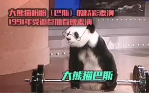 Tải video: 一身绝活的大熊猫盼盼（巴斯）精彩表演