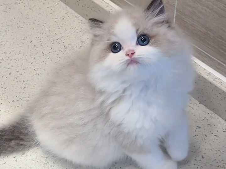 布偶猫 2个月就会wink啦 长大了可了不得 900