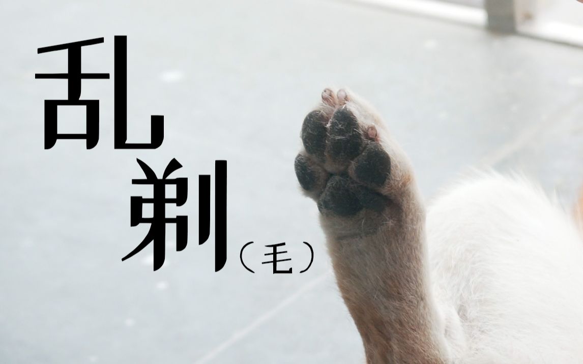 【柴犬】养柴人的周六日~(周日篇)哔哩哔哩bilibili