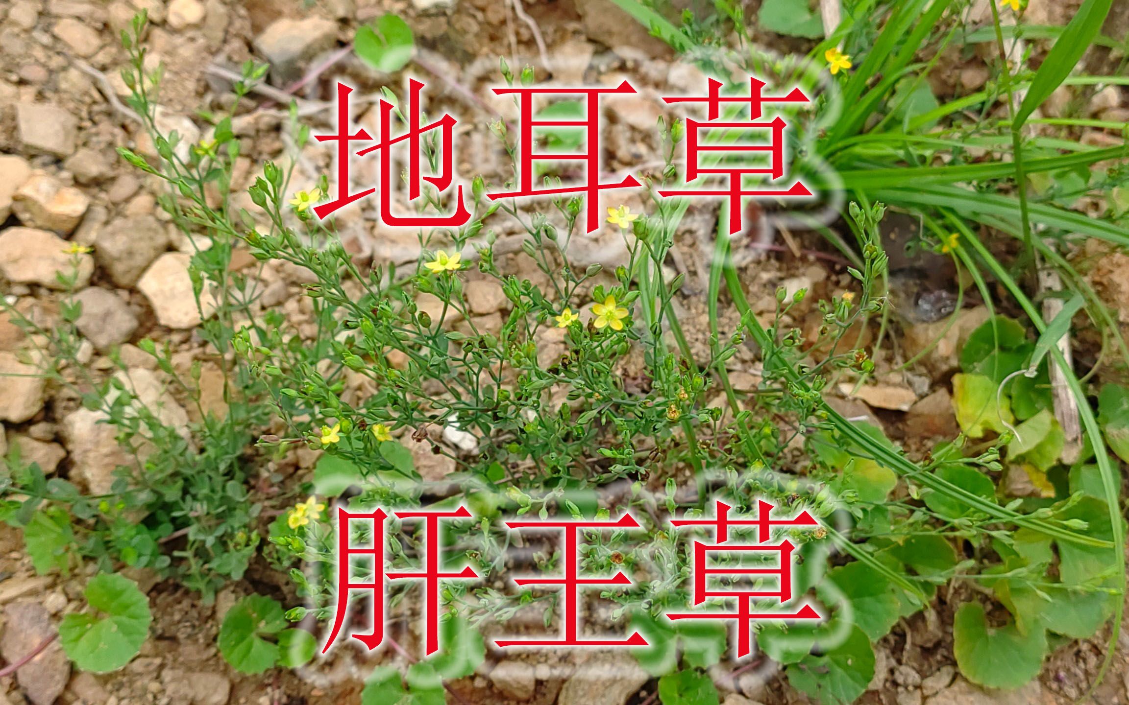 寻找稀缺植物“地耳草”,被称为“肝王草”,大家知道用途吗?哔哩哔哩bilibili