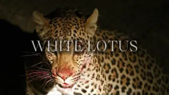 White Lotus