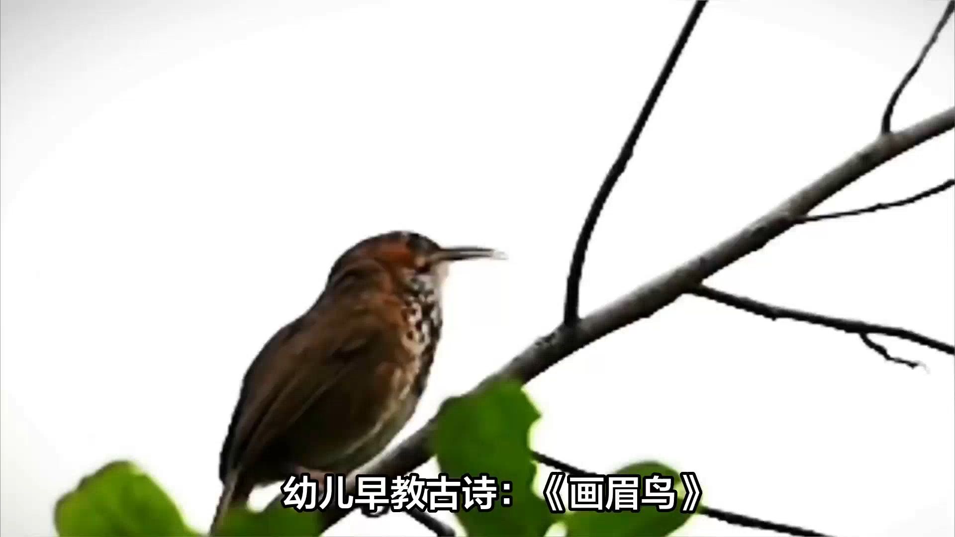 画眉鸟古诗带拼音图片