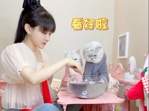 小豆花给包仔和辣条变魔术,俩猫咪看呆了!