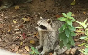 午休的小浣熊