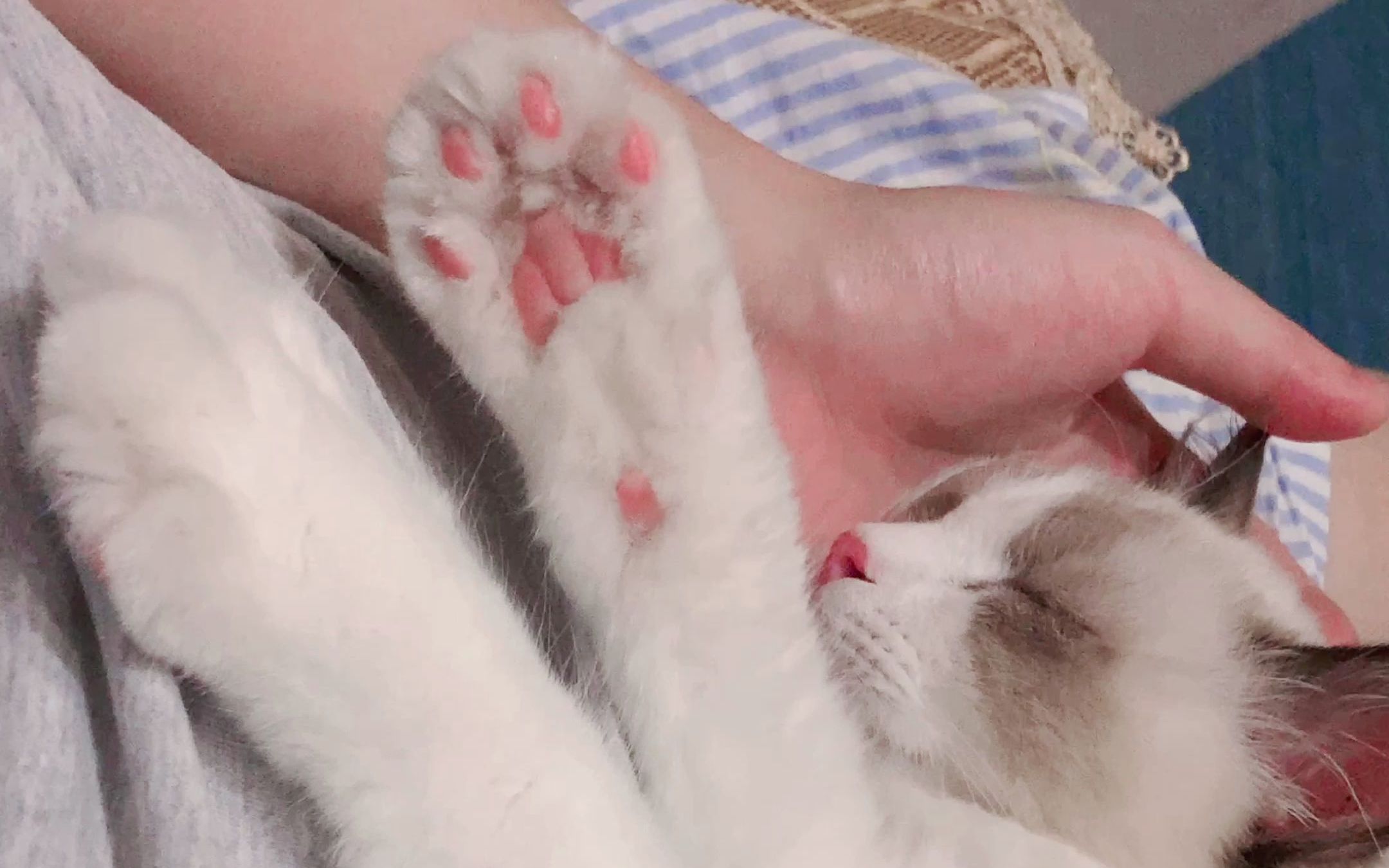 你们家的猫睡觉jiojio也这么可爱吗?